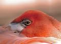 Birds Eye View