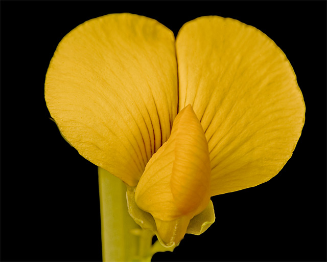 Unknown FLower