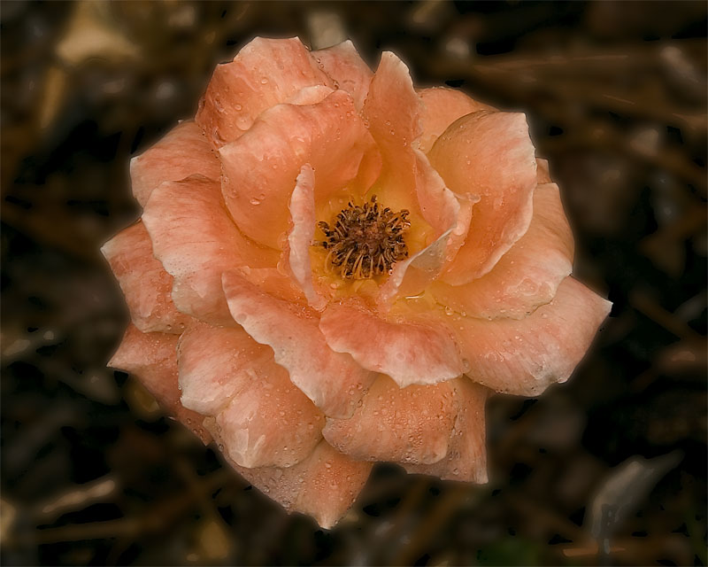 Ethereal Rose