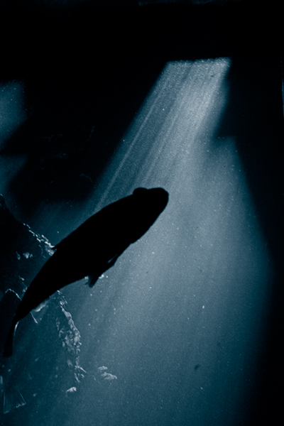 Swim_into_the_Light.jpg