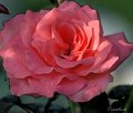 watercolor rose