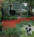 gardenwalkpup.jpg