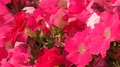 the scent of pink