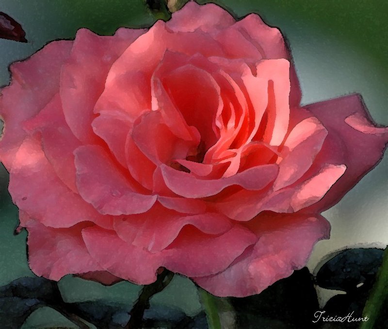 watercolor rose