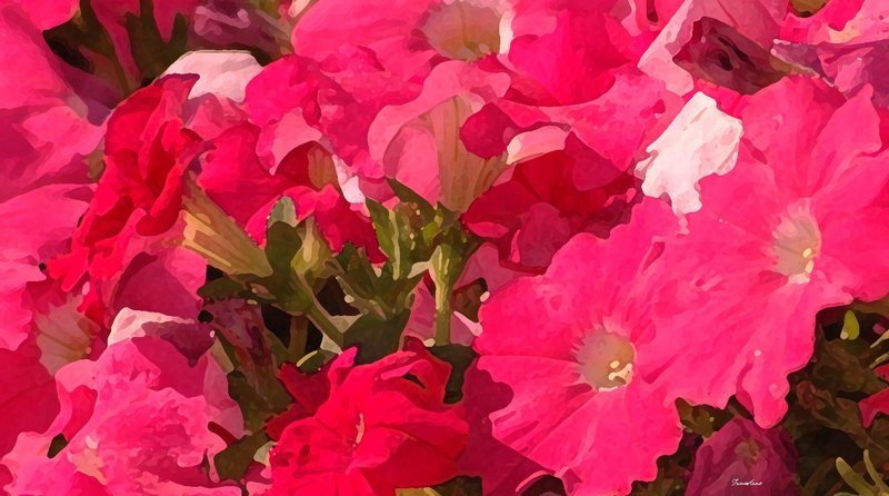 the scent of pink