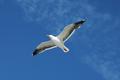 Seagull_2334.jpg