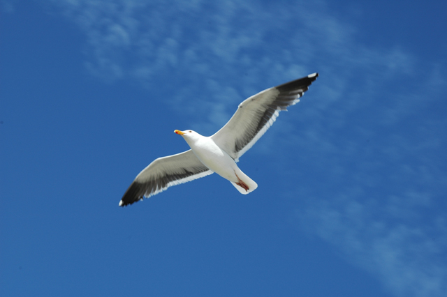 Seagull_2334.jpg