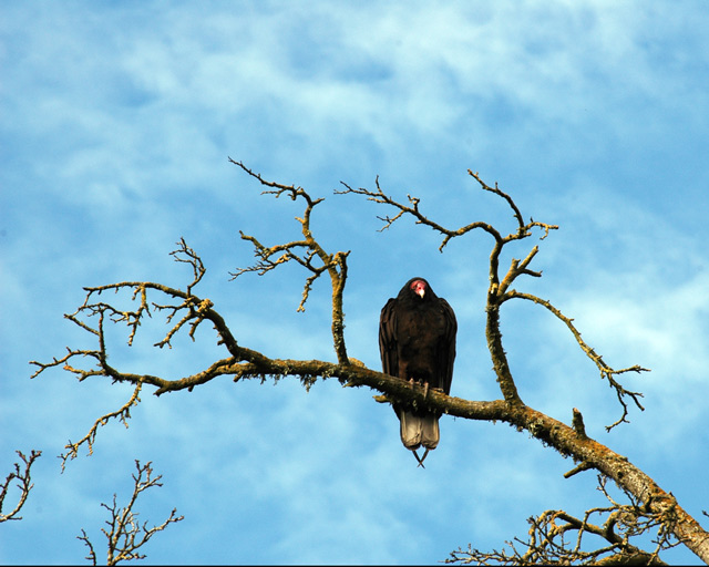 Vulture_2077.jpg
