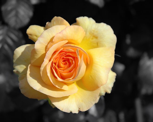 Yellow Rose