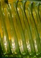 Green Glass