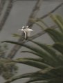 Flight in Focus