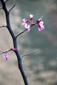Blossom on Branch