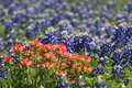 Wild flowers in March