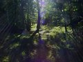 Mountain Meadow Delight