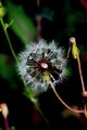 Study of Weed #3