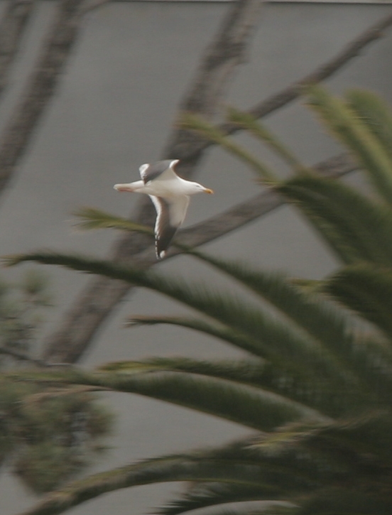 Flight in Focus