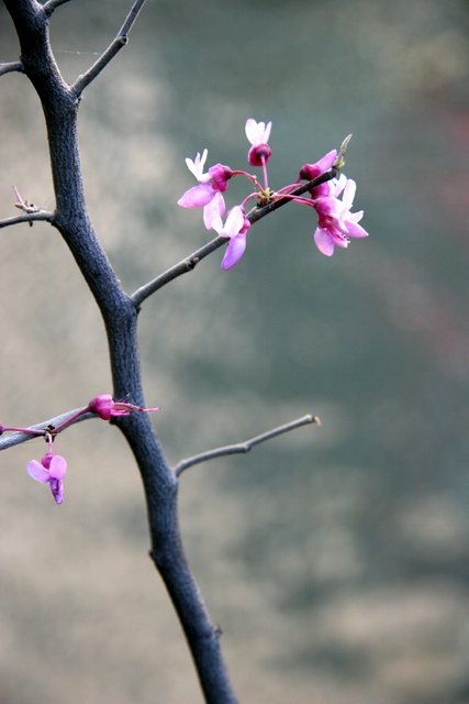 Blossom on Branch