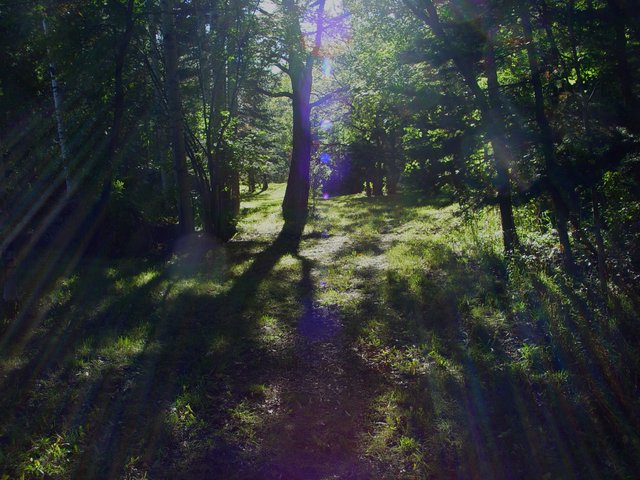 Mountain Meadow Delight