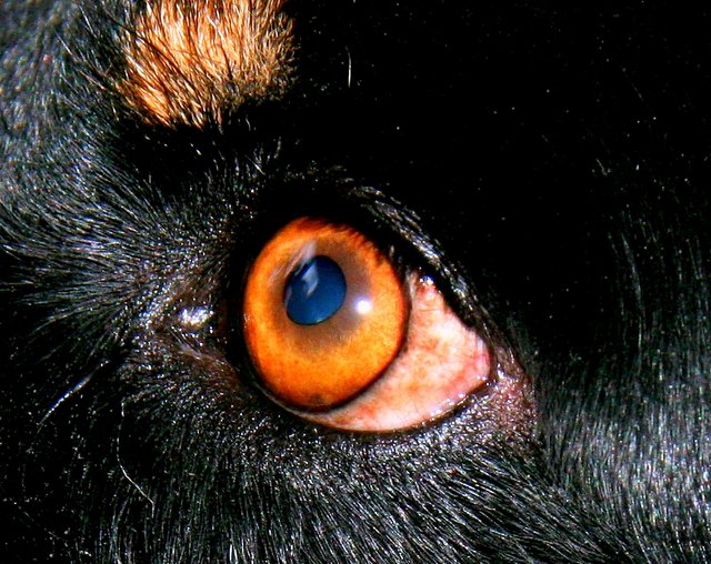 The Eye of Dog, the Pete Nebulae