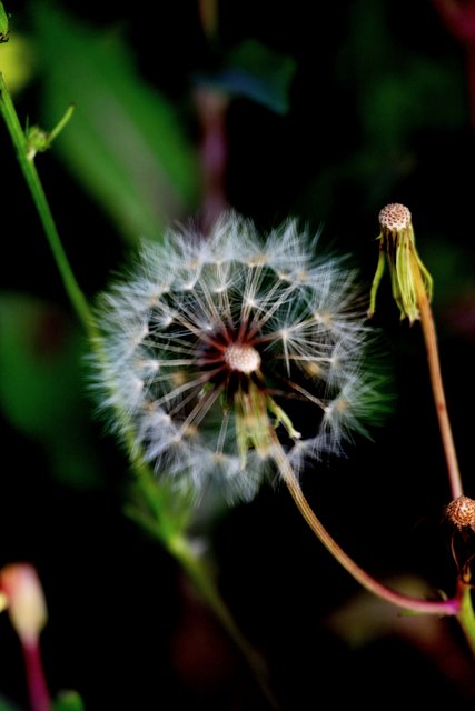 Study of Weed #3