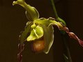 Orchid.jpg