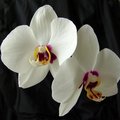 Day19 - Orchids