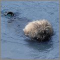 Day30 - Hungarian Puli