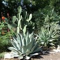 Day31 - More Aloes