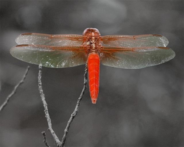 Dragonfly