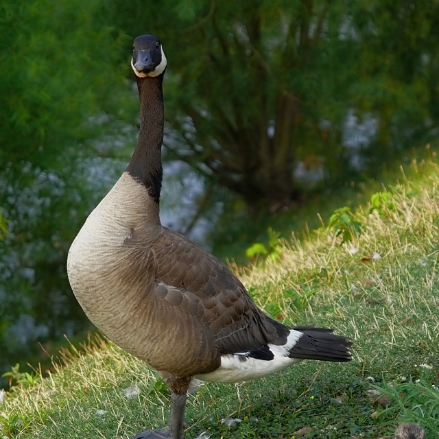 Day09 - Mother Goose