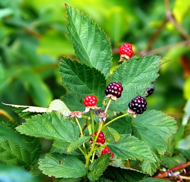 Day12 - Brambles