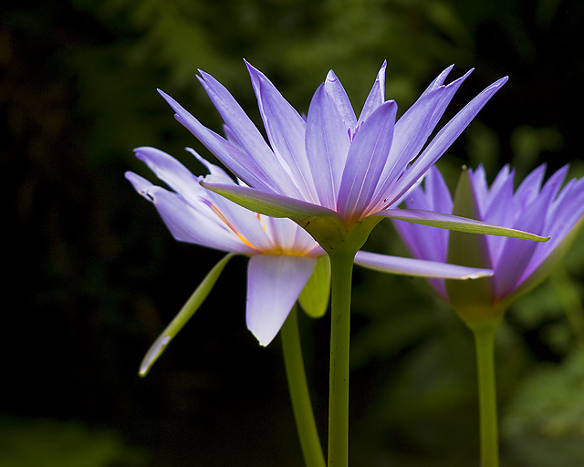 Lily01web.jpg