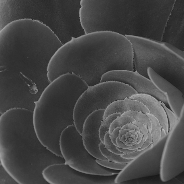Day 17 - Kalanchoe