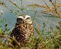 Whoo Me?