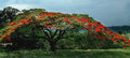 Flowering Tree