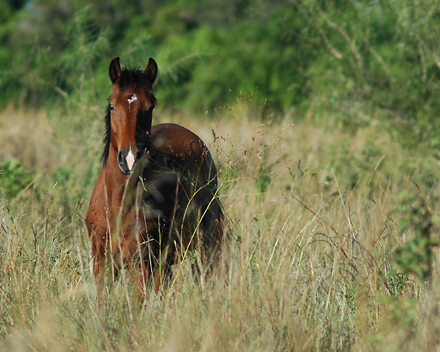 horse--200.jpg