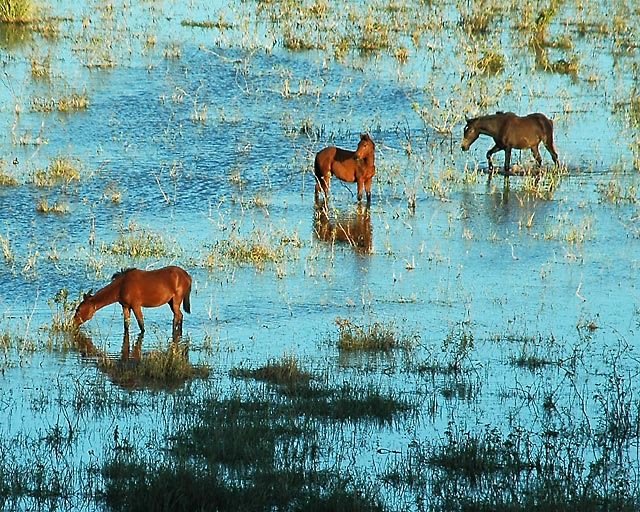 horses_1495.jpg