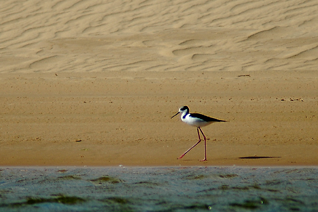 6--07-05-bird-364b.jpg