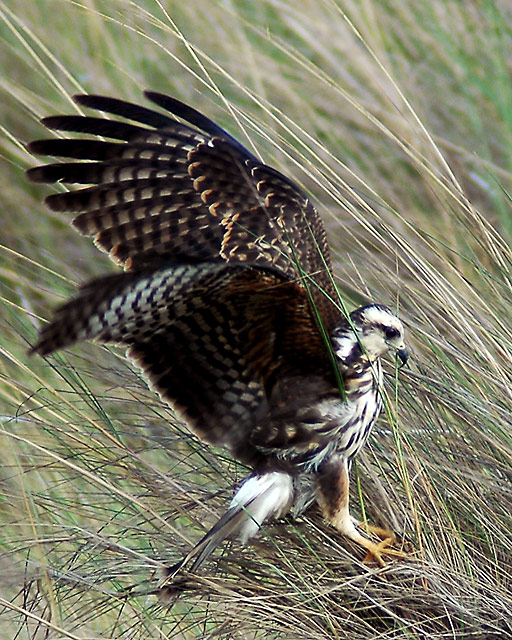 Landing