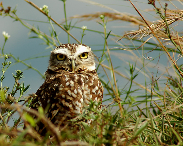 Whoo Me?