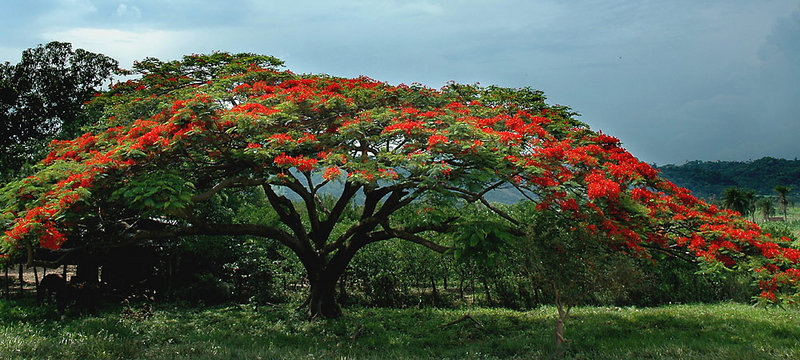 Flowering Tree