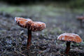 Mushroom
