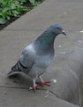 Pidgeon