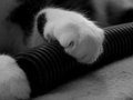 Paws