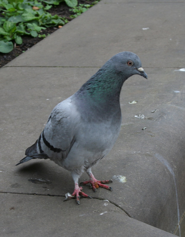 Pidgeon