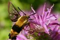 Hummingbird Moth on Bee Balm