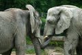 Gentle Giants