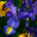 Blue Siberian Iris