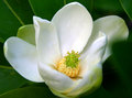 Magnolia
