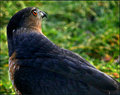 Cooper's Hawk